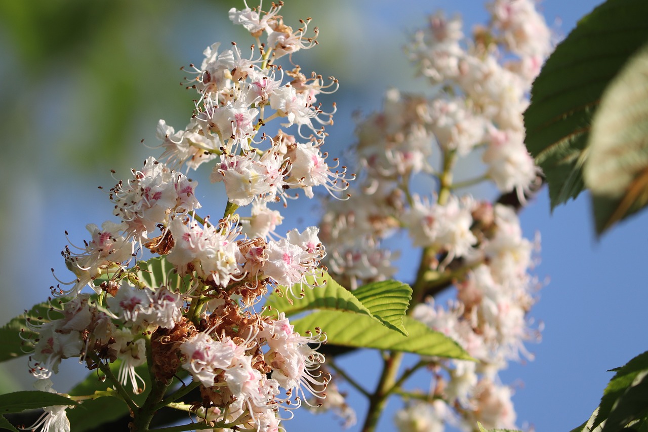 Kastanienblüten im Frühjahr