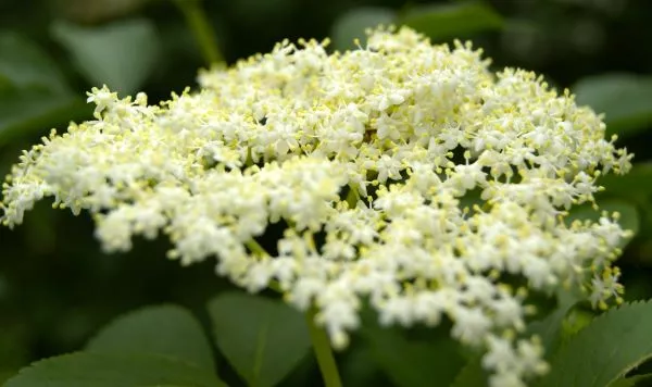 Holunderblüten