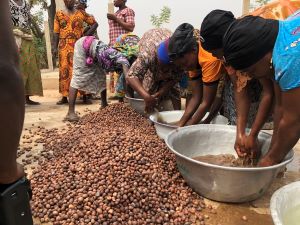Sheabutternüsse werden in Ghana in Frauenkooperationen verarbeitet