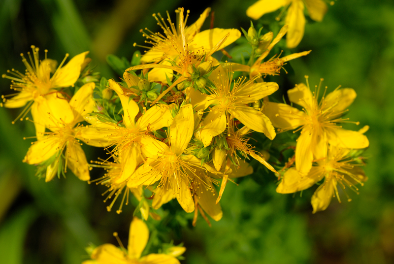 Johanniskraut Blüten