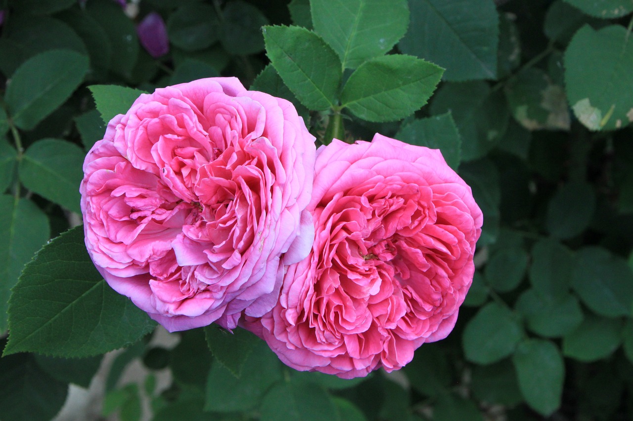 Rosenblüten der Damascener Rose für Hydrolat