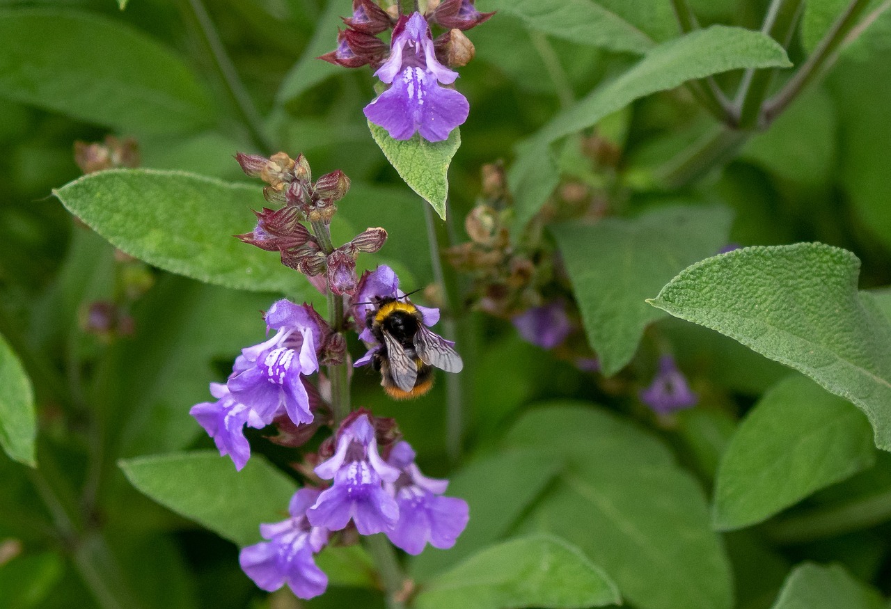 Salbei mit Blüten