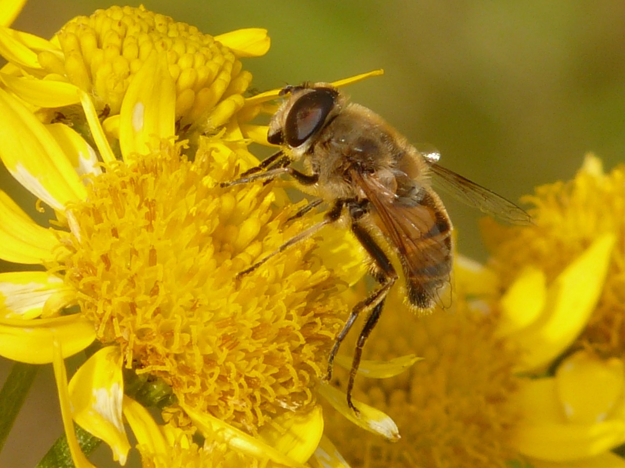 Arnikablüten