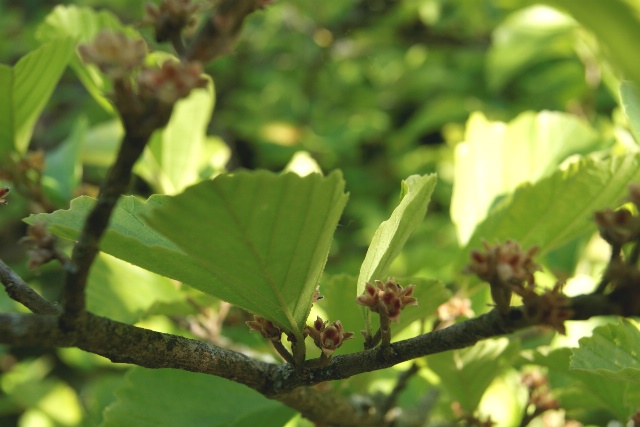 Hamamelisblätter mit Knospen