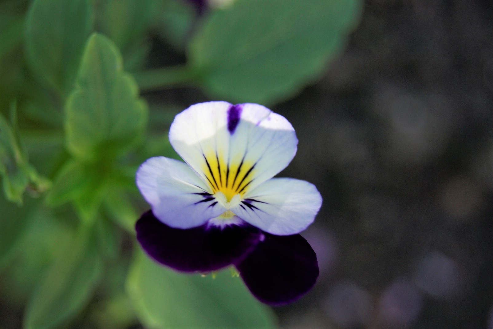 Stiefmütterchen - Viola tricoloris