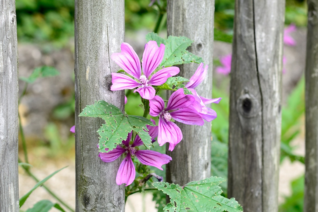 Malvenblüten