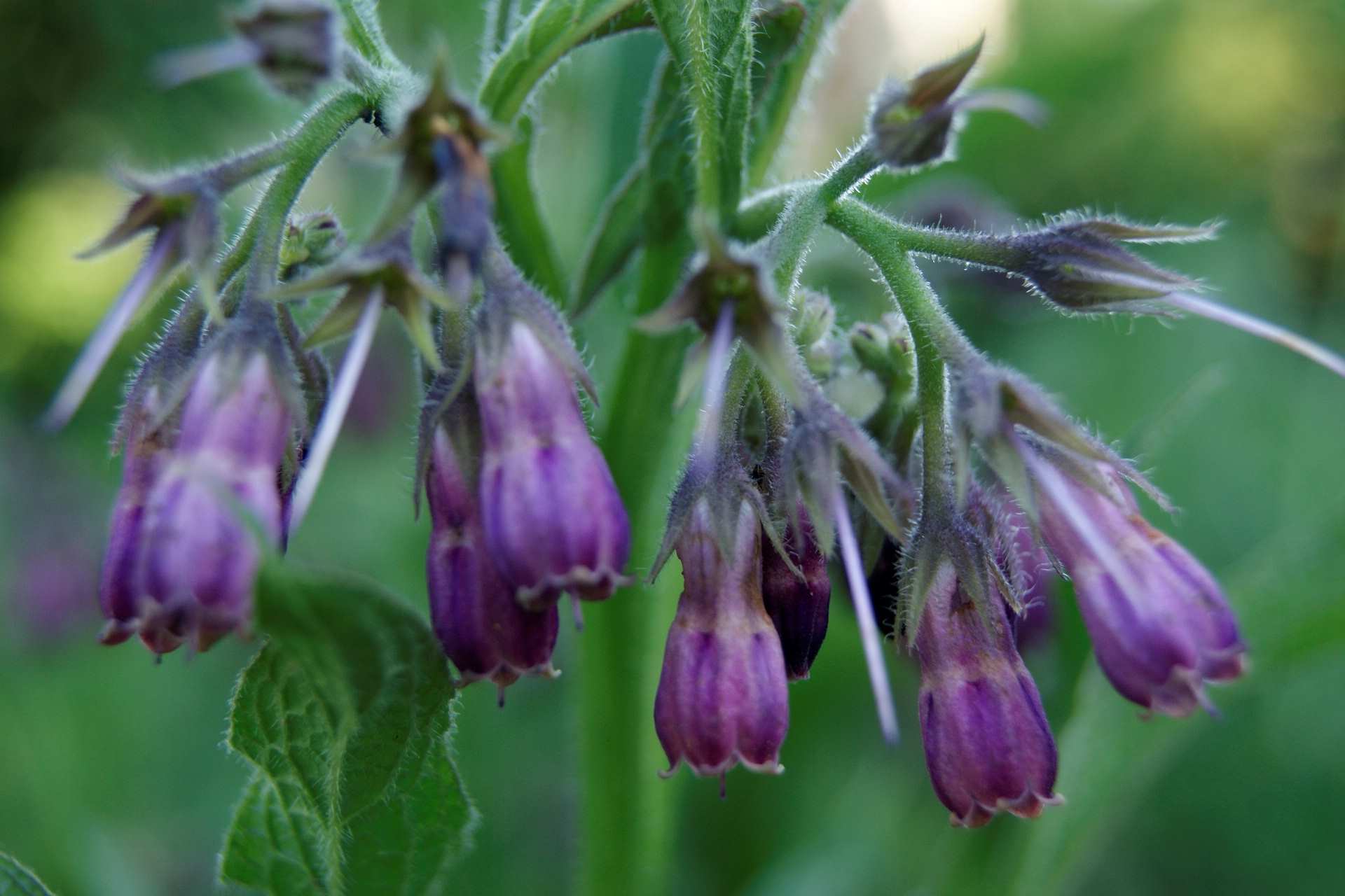 violette Beinwellblüten 