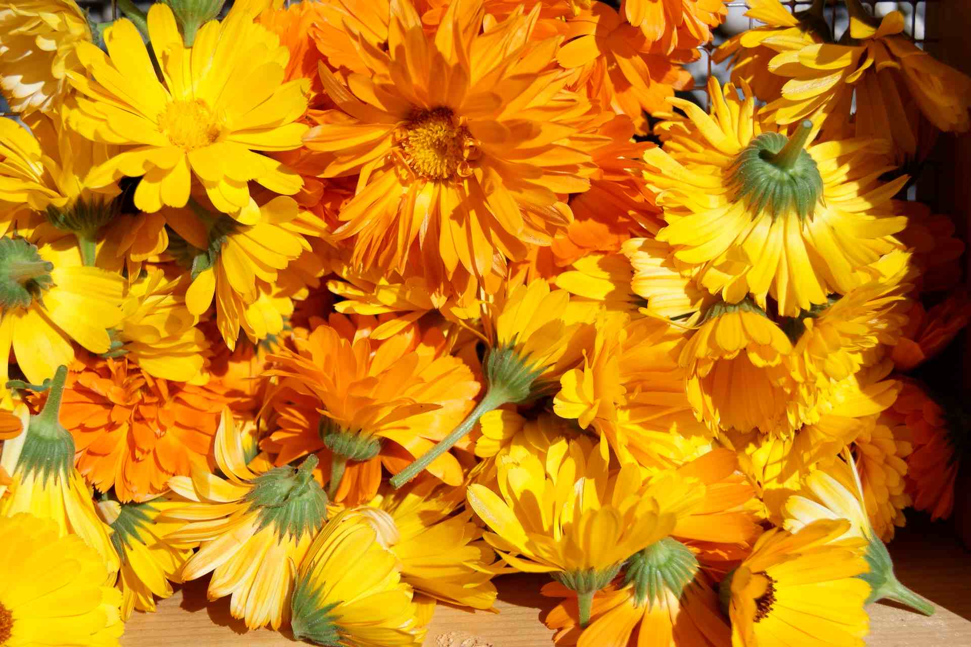 Ringelblumenblüten gelb und orange Ernte zum trocknen