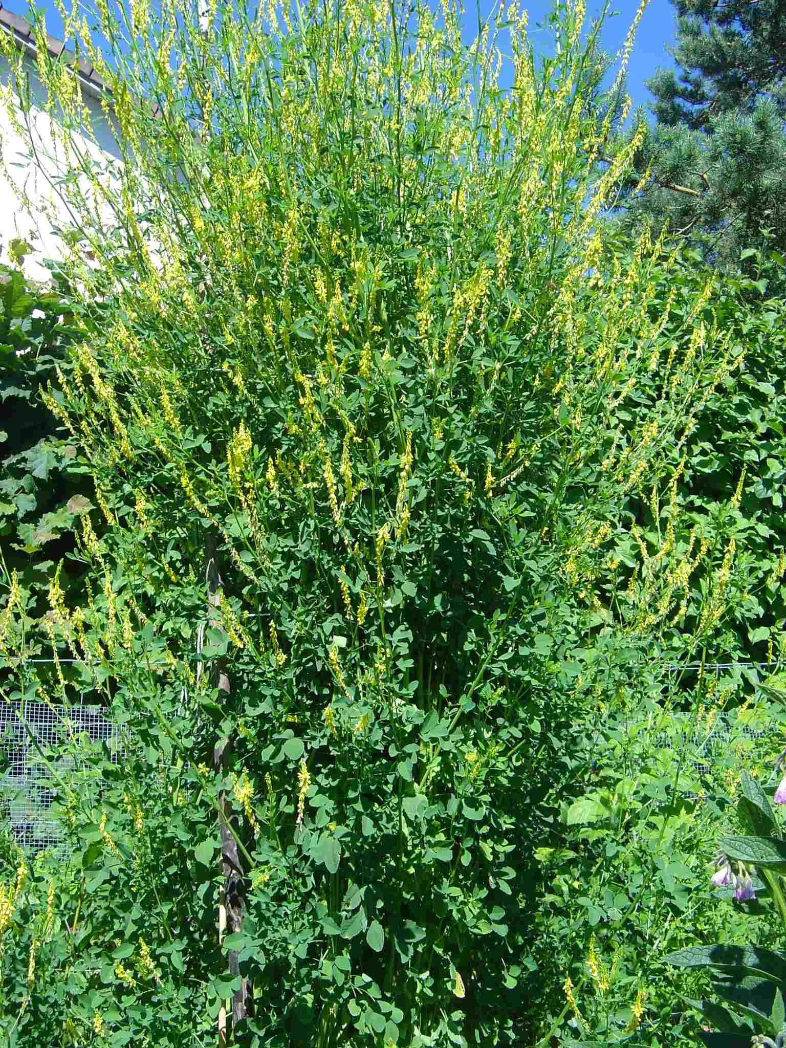 Steinkleeblüten Melilotus officinalis