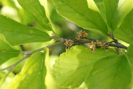 Hamamelisblätter am Strauch mit Knospe