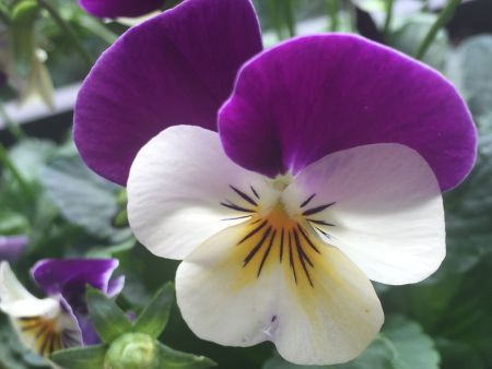 Stiefmütterchen Blüte im Garten