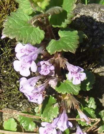 Gundelrebe mit Blüte im Garten