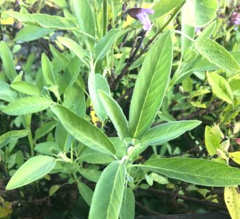 Salbeiblätter und Blüte in meinem Garten