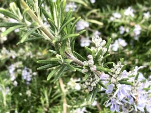 blühender Rosmarin im Garten