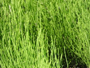 Ackerschachtelhalm frisch, Equisetum arvense