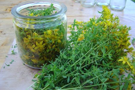 Johannisöl Herstellung in meinem Garten