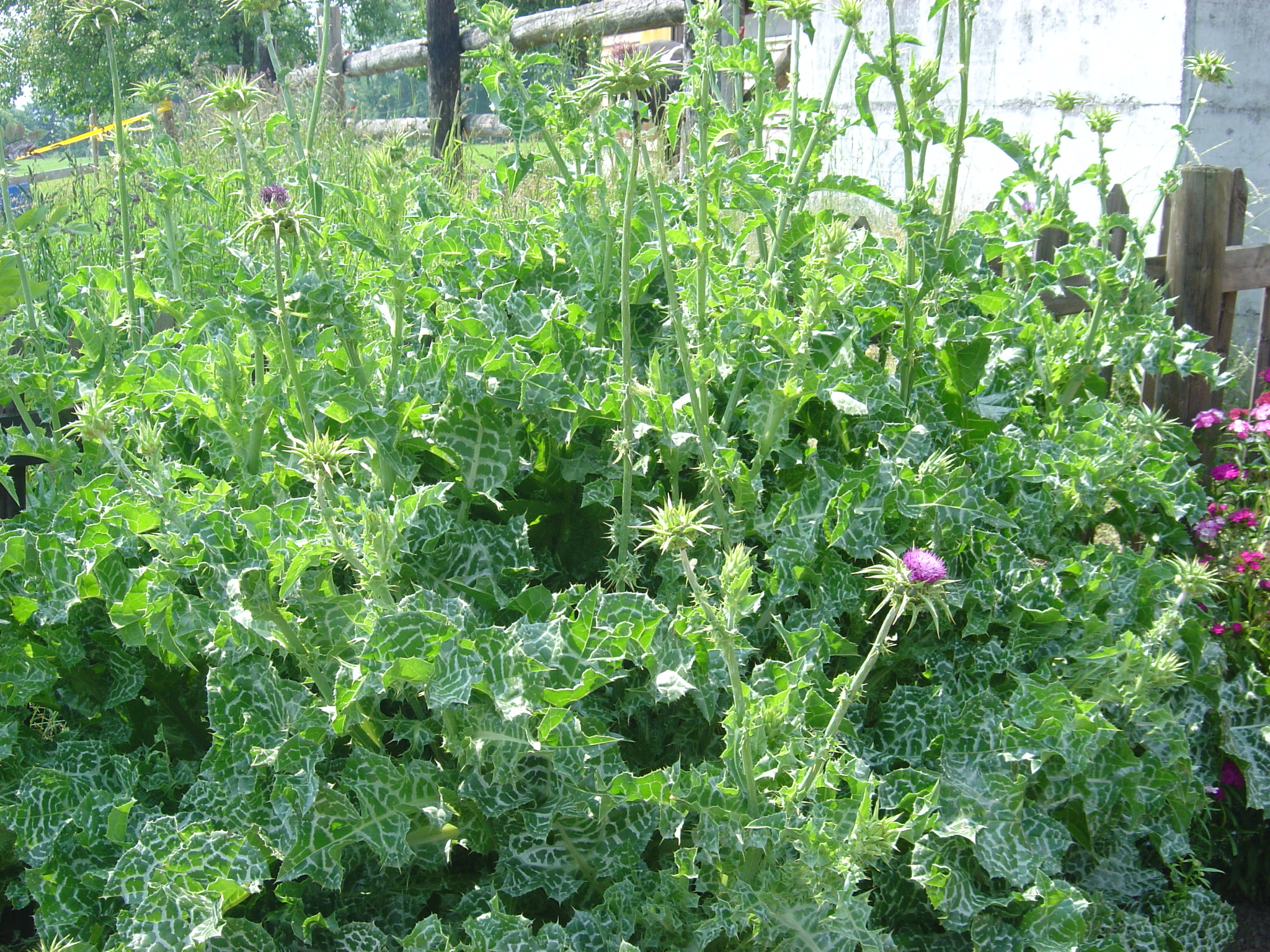 Mariendistel, Silybum marianum in meinem Garten