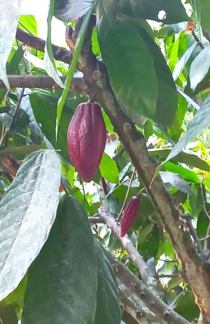 Kakaobohne auf einer Plantage in Kolumbien